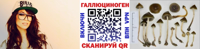 Галлюциногенные грибы Psilocybe  OMG ССЫЛКА  Александров 